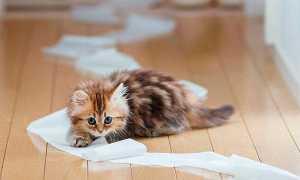 Народные способы и специализированные средства, которые помогут избавиться от запаха кошачьей мочи