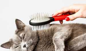 Как избавиться от шерсти кота в квартире?