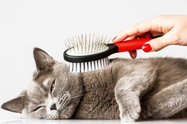 Вычесывать кота