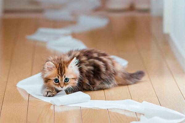 Котенок