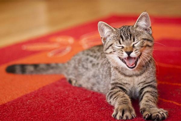 Шкодный котик