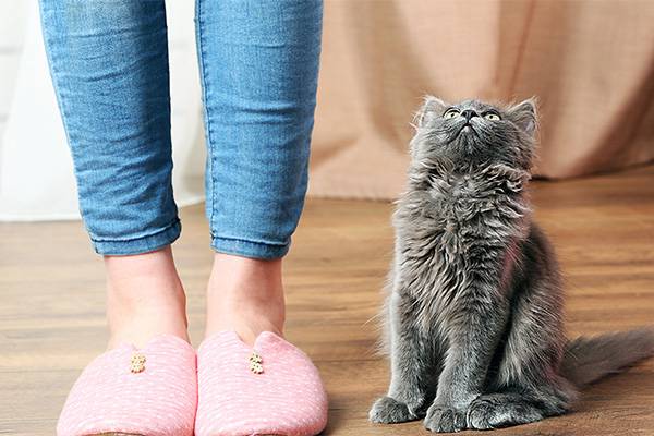 Хозяйка и котик