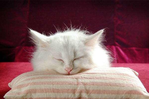 Котенок