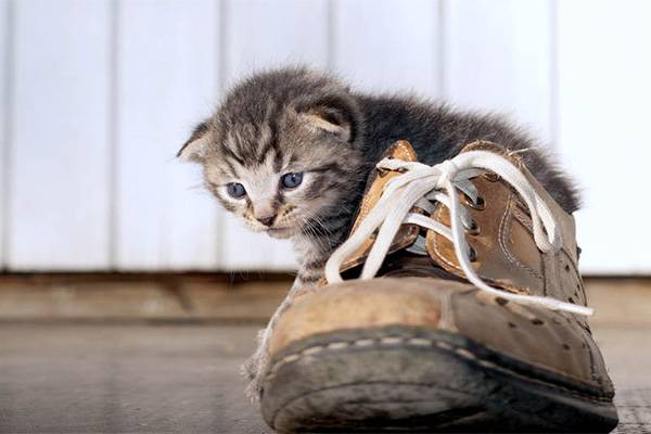 Котенок