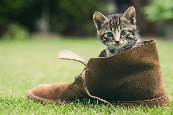 Котенок в башмаке