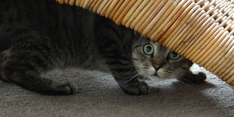 Кот в стрессе