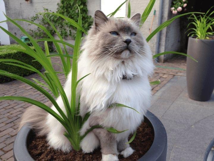 Кот в цветочном горшке