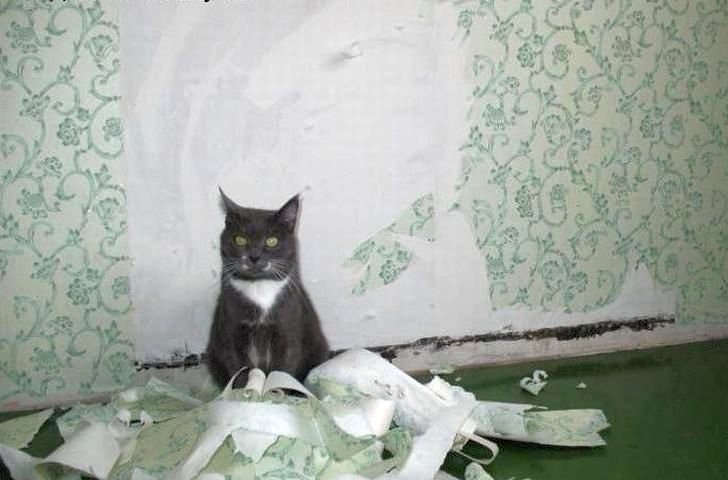 отучить кота драть обои