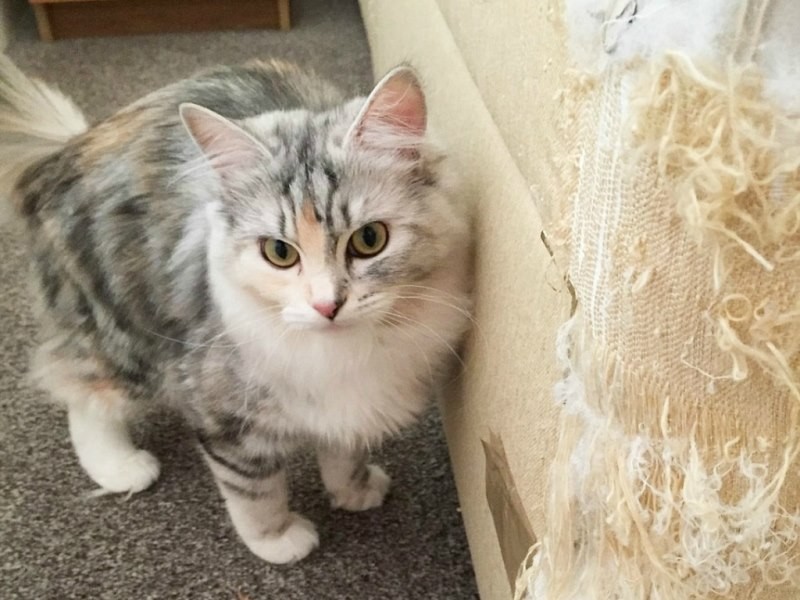 отучить кота драть мебель