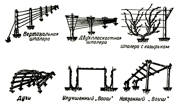 Шпалера для винограда