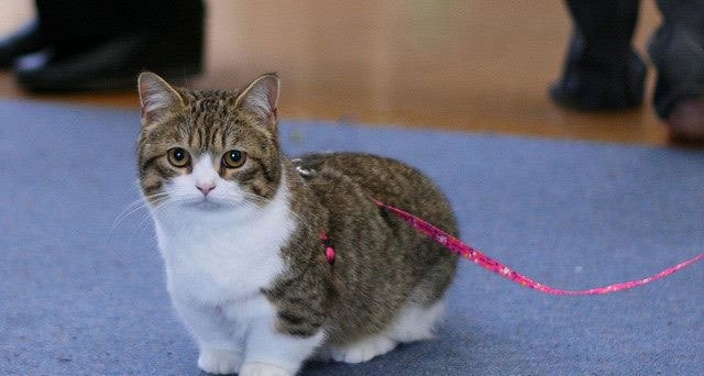 Манчкин: порода кошек