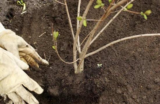 Уход за калиной Бульденеж