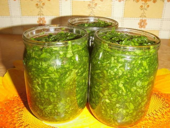 щавель на зиму