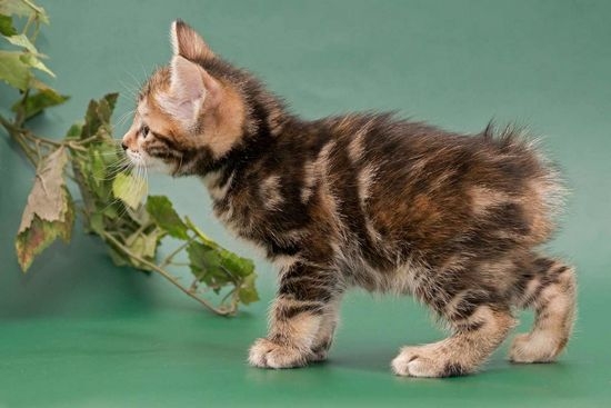 Уход за кошками породы курильский бобтейл