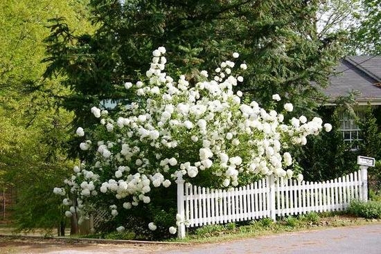 Кустарник калины Бульденеж