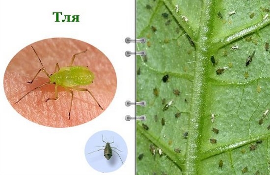 Что препятствует цветению?