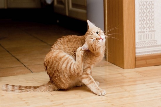 Ушной клещ у кошек: симптомы