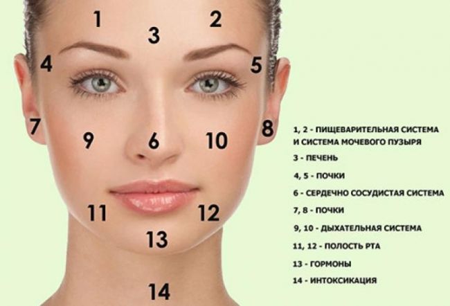 За какие органы отвечают прыщи на лице?