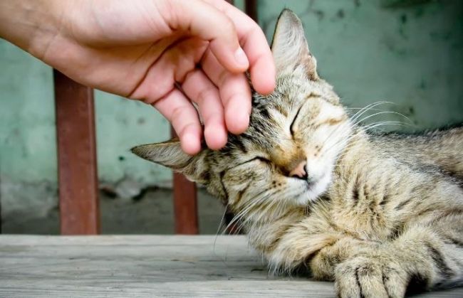 Как отучить котенка кусаться?