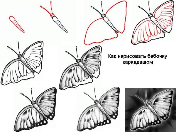 Как нарисовать бабочку?