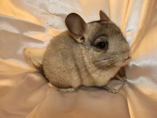 Сколько живут шиншиллы в домашних условиях?