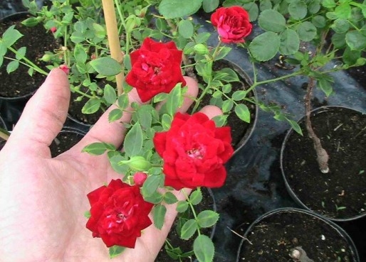 Как ухаживать за комнатной розой?