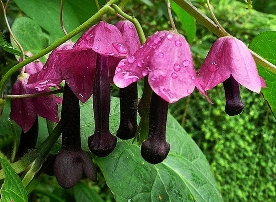 Родохитон