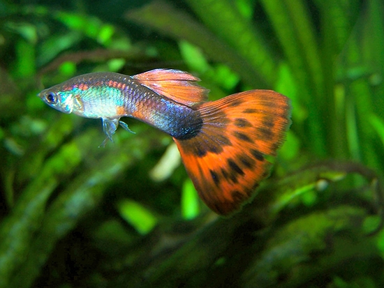 После покупки рыбки гуппи содержание и уход начинаются с 14-дневного карантина