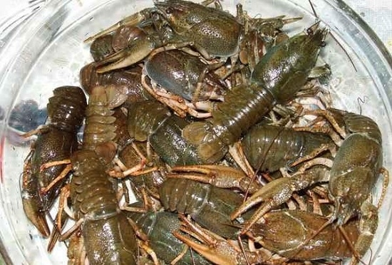 Как вкусно сварить раков. Приготовление.