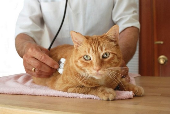 классификация болезней кошек